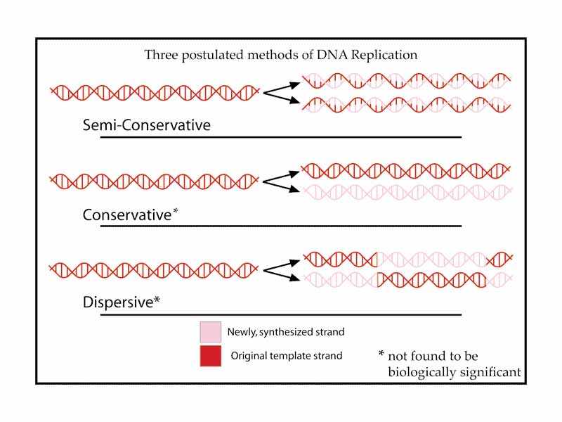 A summary of the three postulated methods of DNA synthesis