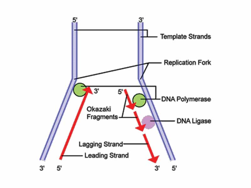 Lagging strand during DNA replication