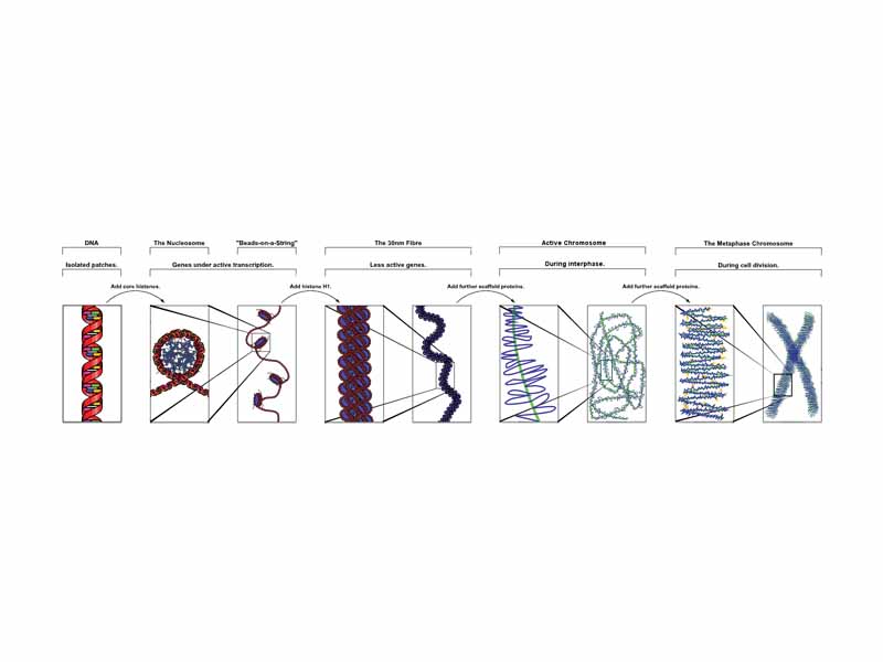 The major structures in DNA compaction; DNA, the nucleosome, the 10nm beads-on-a-string fibre, the 30nm fibre and the metaphase chromosome.