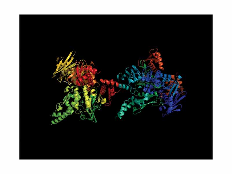 Cohesin. Cohesin, binds sister chromatids together during metaphase