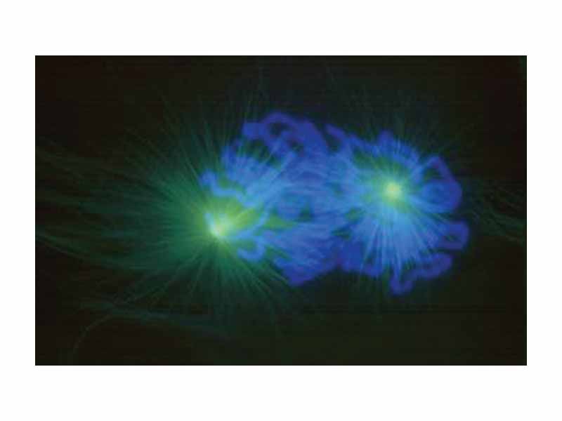 Early prometaphase: The nuclear membrane has just degraded, allowing the microtubules to quickly interact with the kinetochores on the chromosomes, which have just condensed.