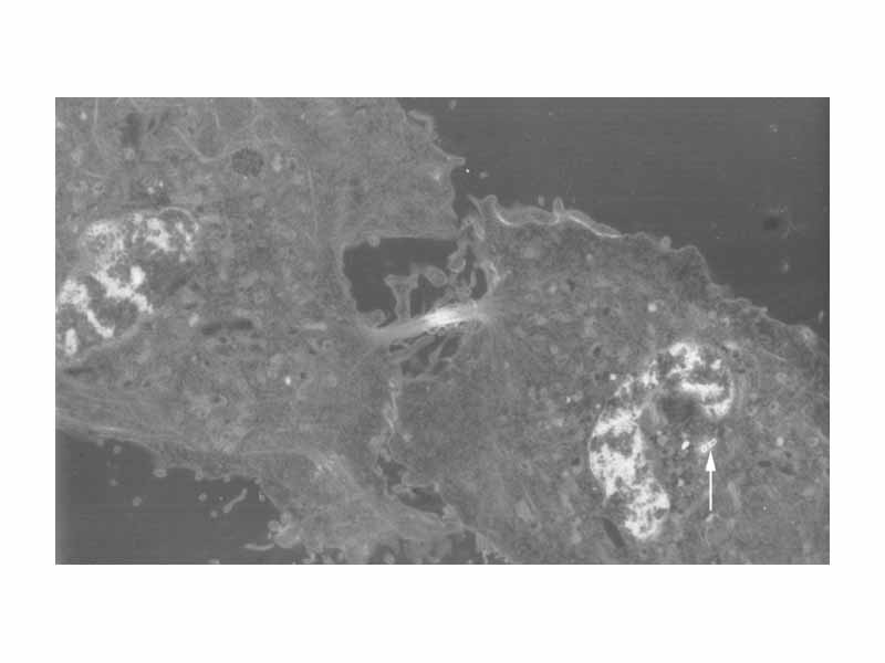 A cell during telophase that has almost completed cytokinesis. The nuclei in both cells have already formed. An arrow points to a centrosome that can still be seen.