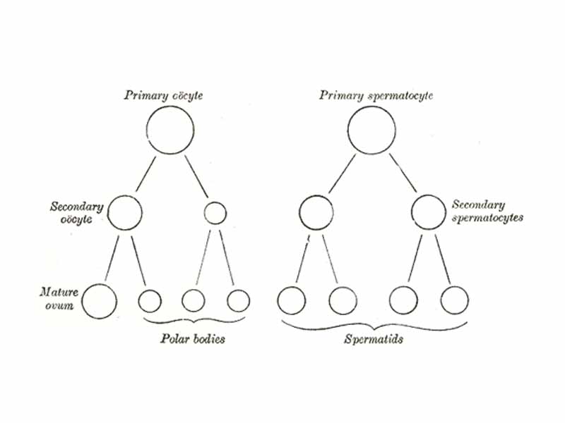 Scheme showing analogies in the process of maturation of the ovum and the development of the spermatids, following their individual pathways. The oocytes and spermatocytes are both gametocytes. Ova and spermatids are complete gametes.