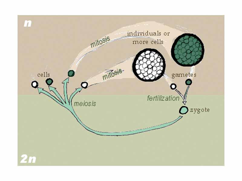 Zygotic life cycle.