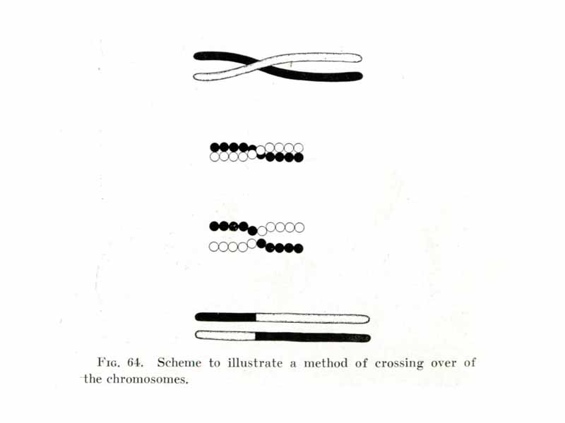 Thomas Hunt Morgan's illustration of crossing over (1916)