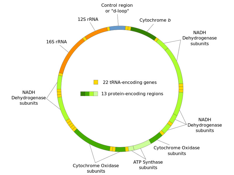 Human mitochondrial DNA