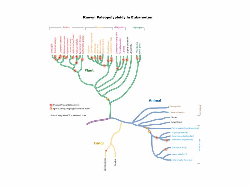 A diagram that summarizes all well-known polyploidization events.