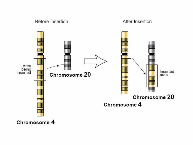 An illustration of an insertion at chromosome level
