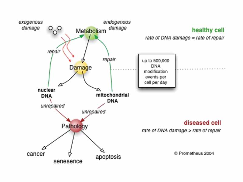 DNA repair rate is an important determinant of cell pathology