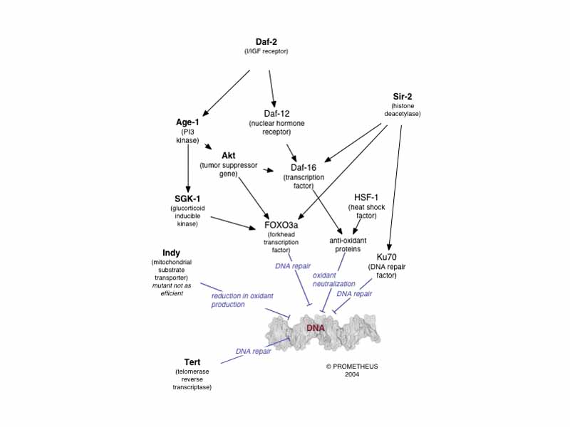 Most lifespan influencing genes affect the rate of DNA damage