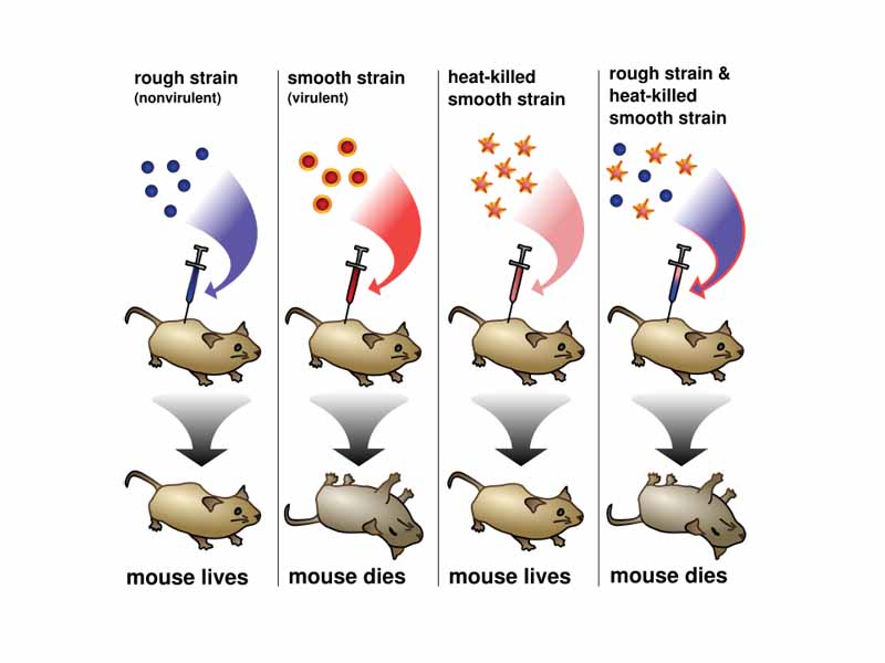 Griffith's experiment discovering the transforming principle in pneumococcus bacteria.