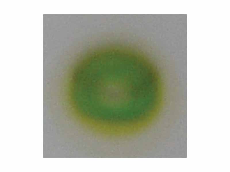 TLC of chlorophyl - step 3