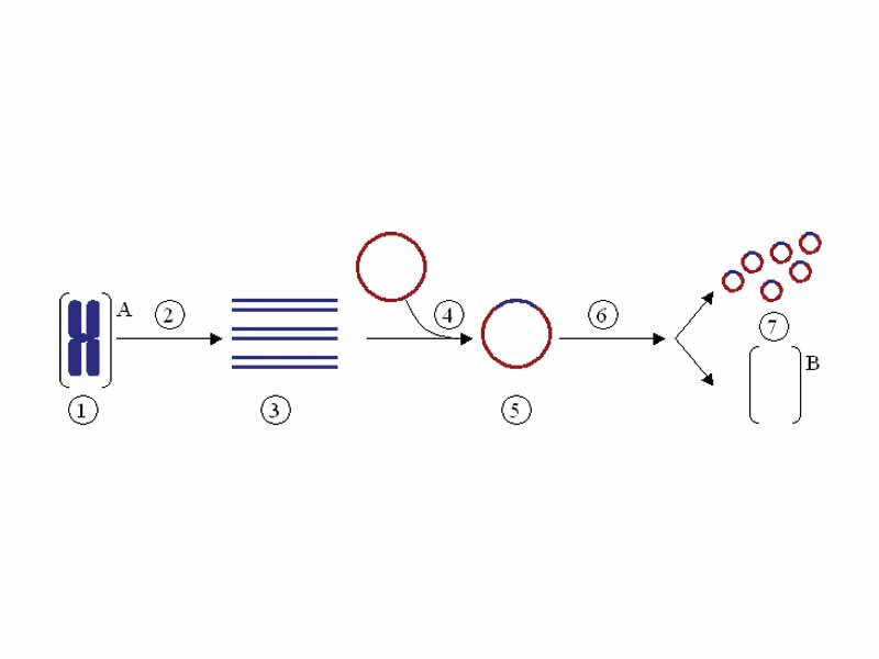 Cloning a gene using a plasmid.  (1) Chromosomal DNA of organism A. (2) PCR. (3) Multiple copies of a single gene from organism A. (4) Insertion of the gene into a plasmid. (5) Plasmid with gene from organism A. (6) Insertion of the plasmid in organism B. (7) Multiplication or expression of the gene, originally from organism A, occurring in organism B.