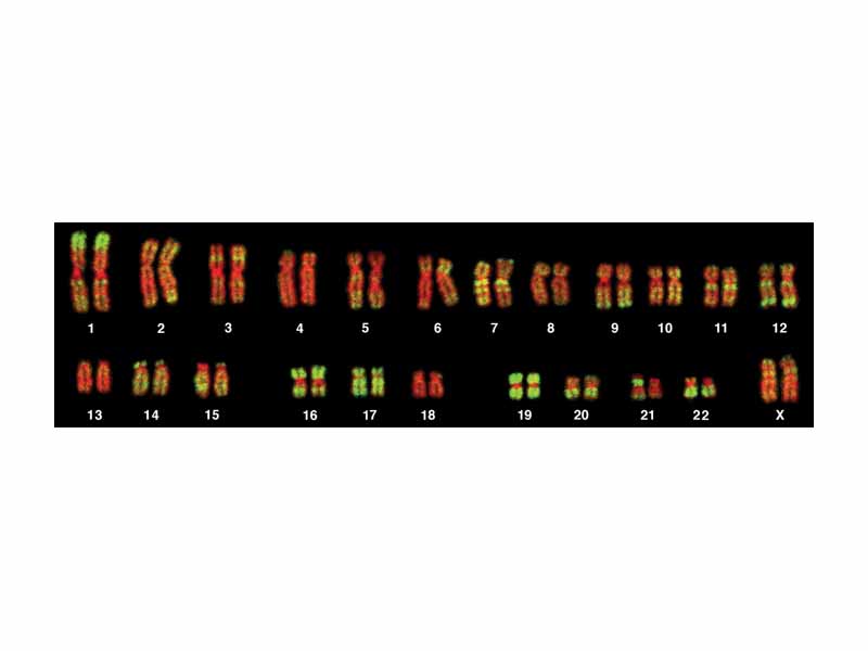 Karyotype from a human female lymphocyte probed for the Alu sequence using FISH.