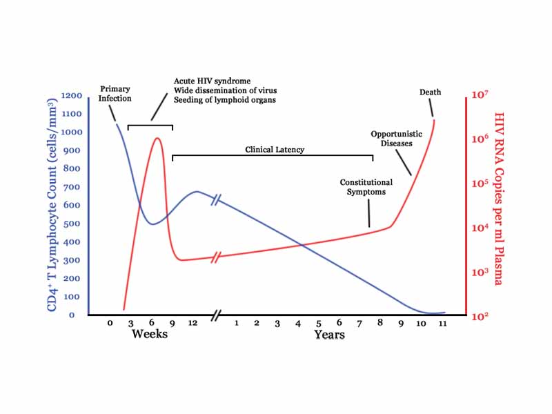 A generalized graph of the relationship between HIV copies (viral load) and CD4 counts over the average course of untreated HIV infection; any particular individual's disease course may vary considerably.  Line beginning high is CD4+ T cell count (cells per µL).  Line beginning low is HIV RNA copies per mL of plasma.