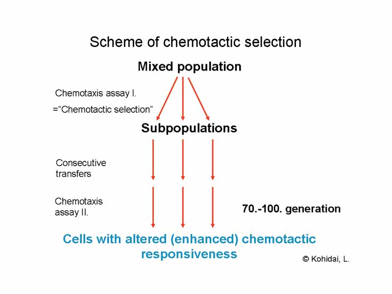 Scheme of chemotactic selection