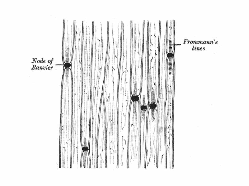 Medullated nerve fibers stained with silver nitrate showing nodes of Ranvier.