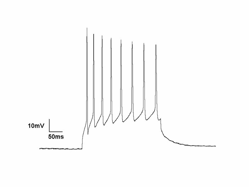 Current Clamp is a common technique in electrophysiology. This is a whole-cell current clamp recording of a neuron firing due to it being depolarized by current injection