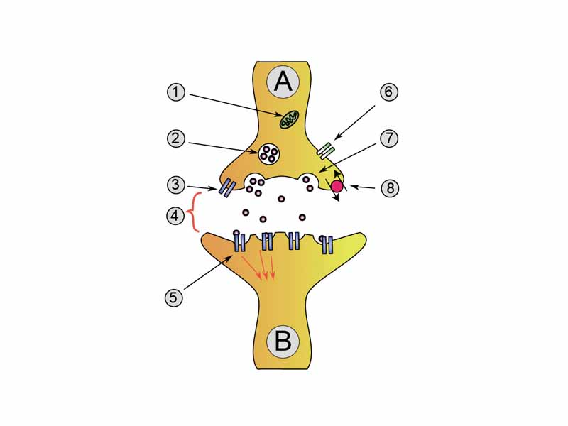 Neuron A (transmitting) to neuron B (receiving)  -  1. Mitochondria  -  2. synaptic vesicle with neurotransmitters  -  3. Autoreceptor  -  4. Synapse with neurotransmitter released (serotonin)  -  5. Postsynaptic receptors activated by neurotransmitter (induction of a postsynaptic potential)  -  6. Calcium channel  -  7. Exocytosis of a vesicle  -  8. Recaptured neurotransmitter