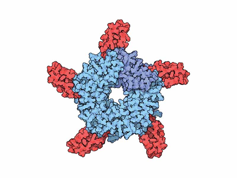 Acetylcholine receptor blocked by cobra venom (PDB code: 1yi5). A similar effect can be achieved by high doses of curare or nicotine