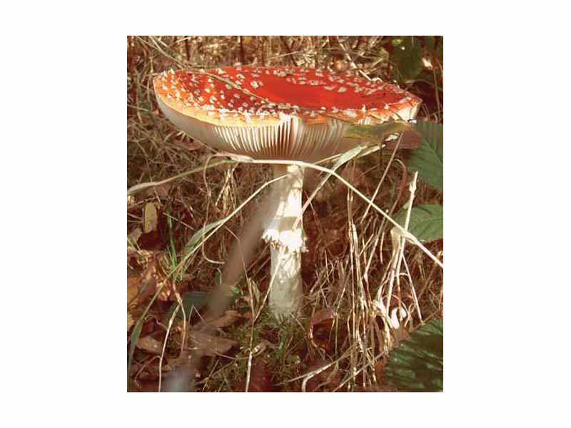 Amanita muscaria from which muscarine was isolated