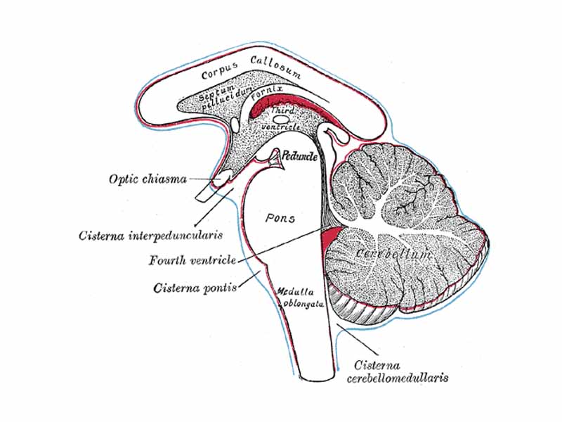 Diagram showing the positions of the three principal subarachnoid cisternæ.