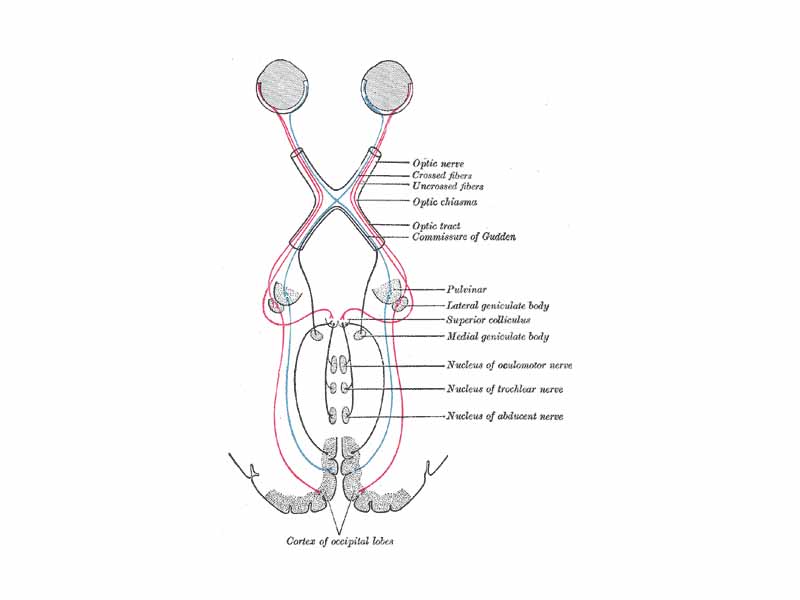Scheme showing central connections of the optic nerves and optic tracts.