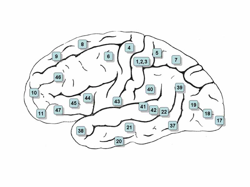 Lateral surface of the brain with Brodmann's areas numbered.