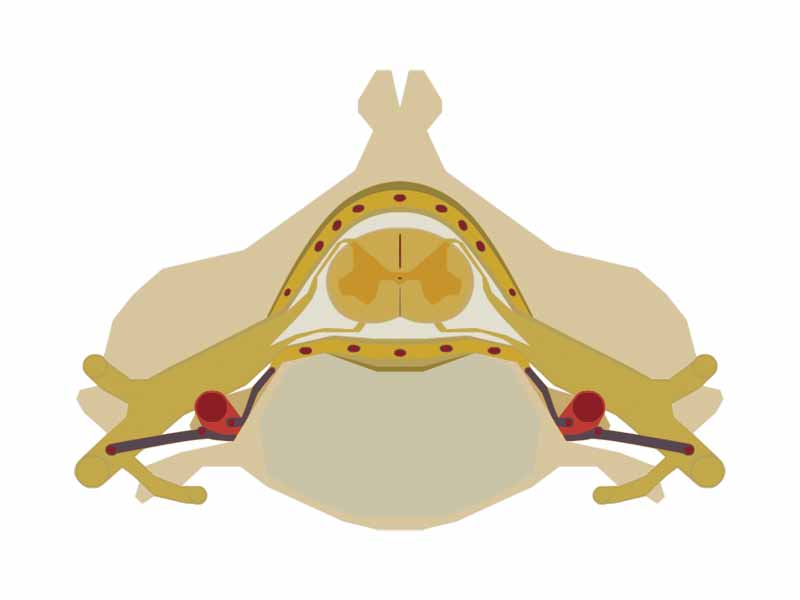 The Spinal cord nested in the vertebral column.