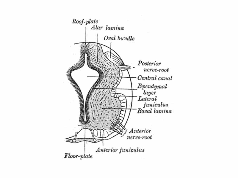 Alpha motor neurons are derived from the basal plate (basal lamina) of the developing embryo.