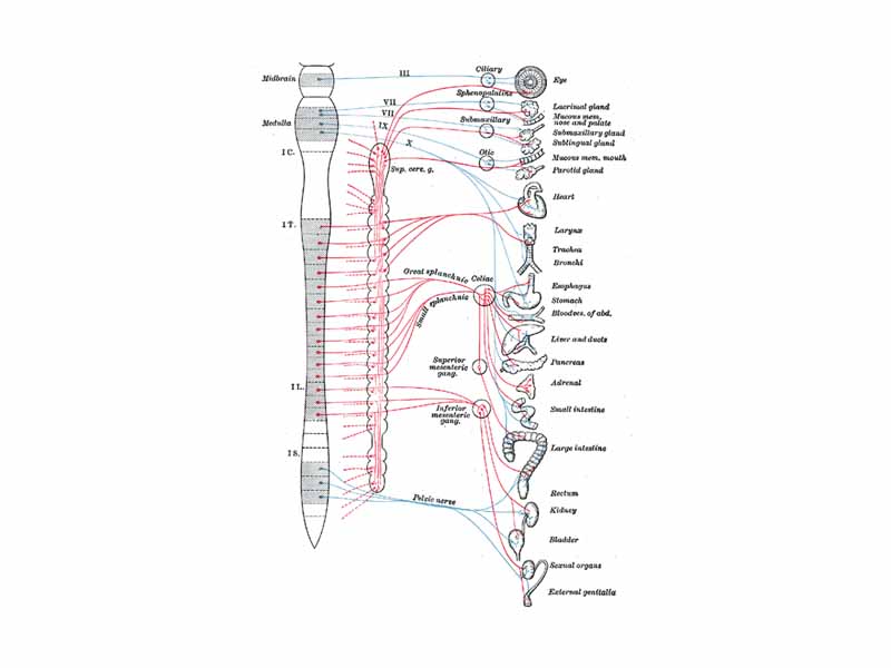 The autonomic nervous system  -  Blue = parasympathetic  -  Red = sympathetic