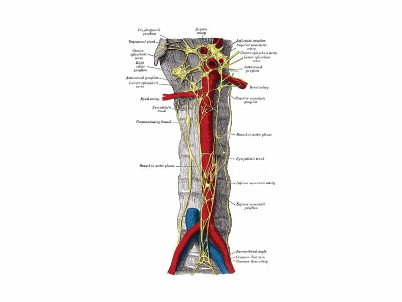 Abdominal portion of the sympathetic trunk, with the celiac plexus and hypogastric plexus. (Sympathetic trunk labeled at center left.)