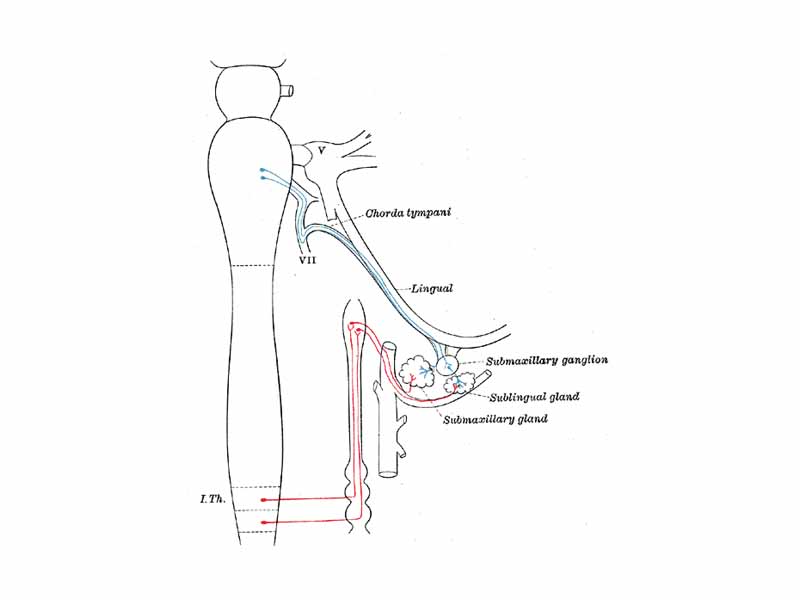 Parasympathetic connections of the submaxillary and superior cervical ganglia. (Submaxillary ganglion labeled at center right.)