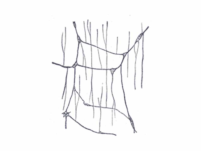 The plexus of the submucosa from the rabbit. X 50.