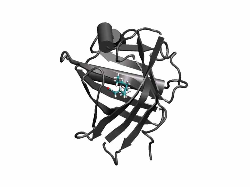 Porcine odorant binding protein in complex with undecanal molecule