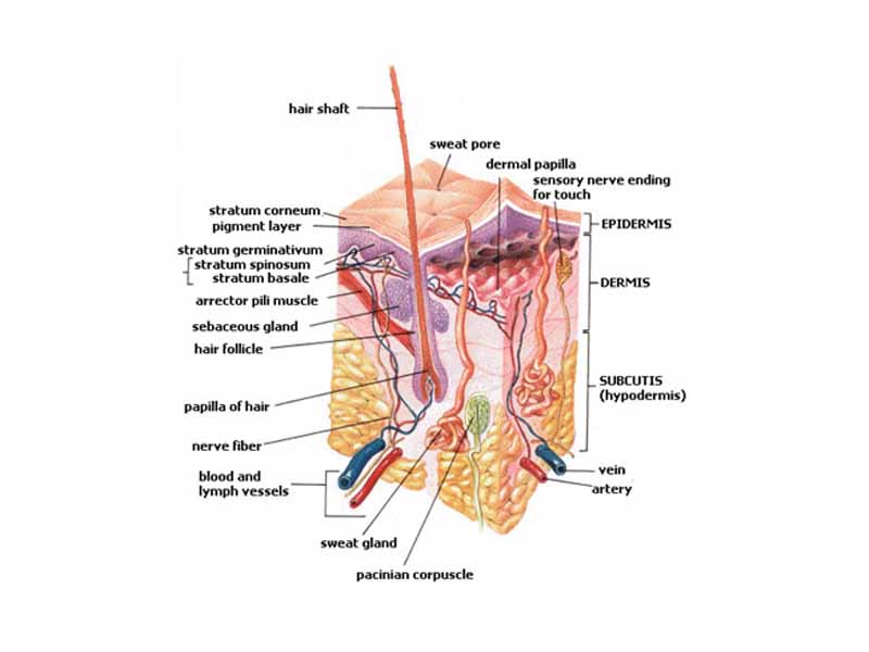 Human skin.  Note Pacinian and Meisner's corpuscles.