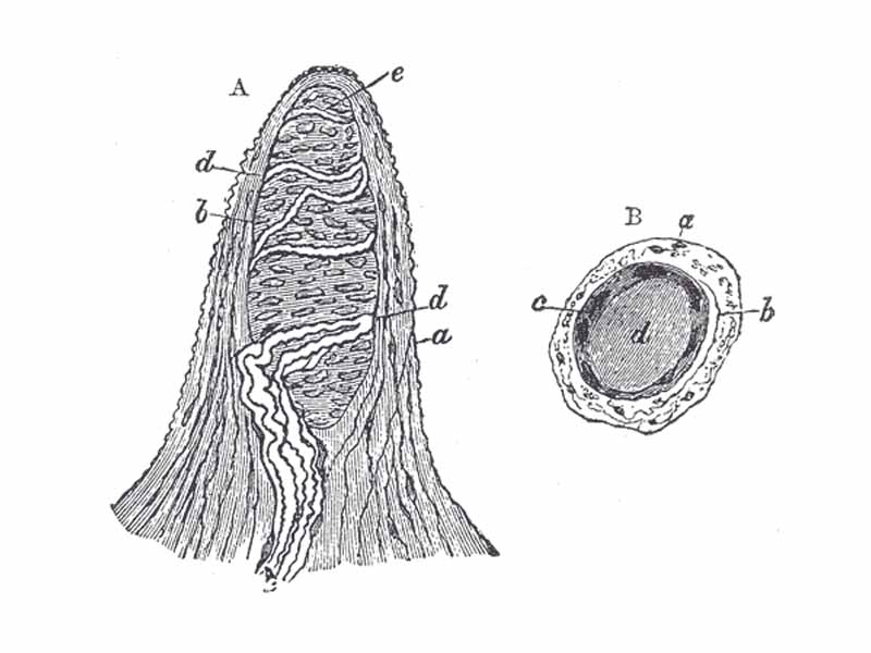 Papilla of the hand, treated with acetic acid. Magnified 350 times.  -    -  A. Side view of a papilla of the hand.  -  a. Cortical layer.  -  b. Tactile corpuscle.  -  c. Small nerve of the papilla, with neurolemma.  -  d. Its two nervous fibers running with spiral coils around the tactile corpuscle.  -  e. Apparent termination of one of these fibers.  -    B. A tactile papilla seen from above so as to show its transverse section.  -  a. Cortical layer.  -  b. Nerve fiber.  -  c. Outer layer of the tactile body, with nuclei.  -  d. Clear interior substance.