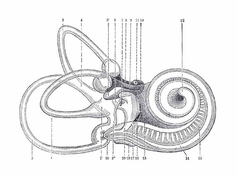 1. Lateral semicircular canal; 1’, its ampulla;  -     2. Posterior canal; 2’, its ampulla.  -     3. Superior canal; 3’, its ampulla.  -     4. Conjoined limb of superior and posterior canals (sinus utriculi superior).  -     5. Utricle. 5’. Recessus utriculi. 5. Sinus utriculi posterior.  -     6. Ductus endolymphaticus.  -     7. Canalis utriculosaccularis.  -     8. Nerve to ampulla of superior canal.  -     9. Nerve to ampulla of lateral canal.  -    10. Nerve to recessus utriculi (in top image, the three branches appear conjoined). 10’. Ending of nerve in recessus utriculi.  -    11. Facial nerve.  -    12. Lagena cochleæ.  -    13. Nerve of cochlea within spiral lamina.  -    14. Basilar membrane.  -    15. Nerve fibers to macula of saccule.  -    16. Nerve to ampulla of posterior canal.  -    17. Saccule.  -    18. Secondary membrane of tympanum.  -    19. Canalis reuniens.  -    20. Vestibular end of ductus cochlearis.  -    21. Section of the facial and acoustic nerves within internal acoustic meatus (the separation between them is not apparent in the section).  -  