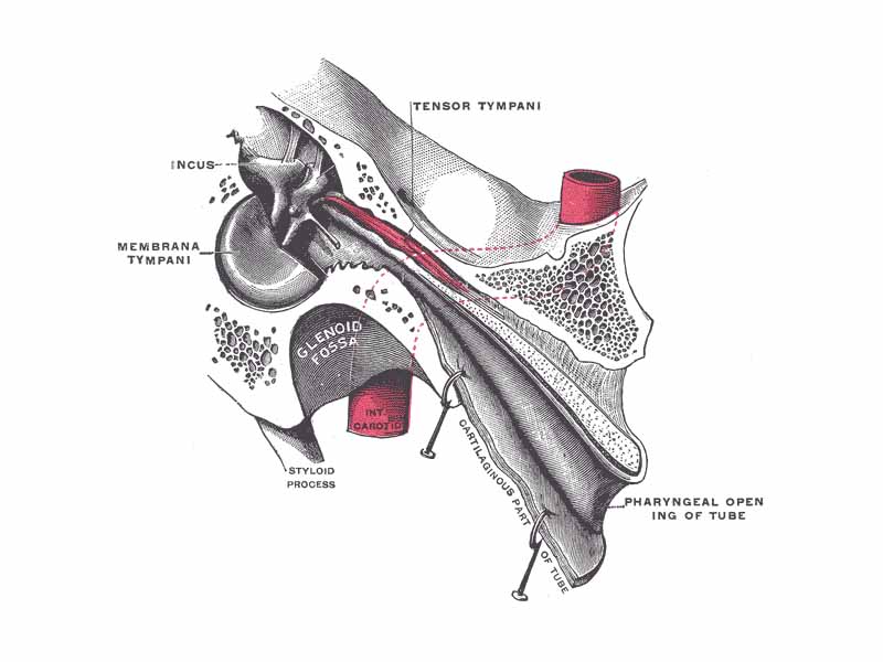 Auditory tube, laid open by a cut in its long axis.