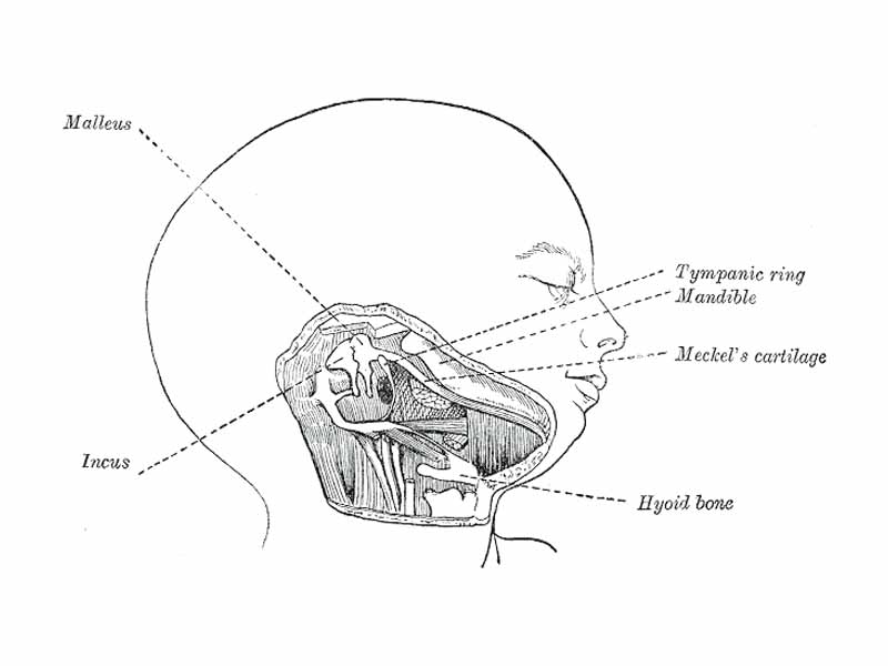 Head and neck of a human embryo eighteen weeks old, with Meckel’s cartilage and hyoid bar exposed.