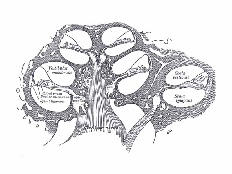 Diagrammatic longitudinal section of the cochlea.