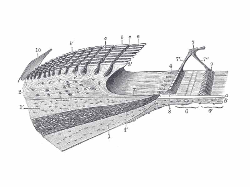 Limbus laminæ spiralis and membrana basilaris.