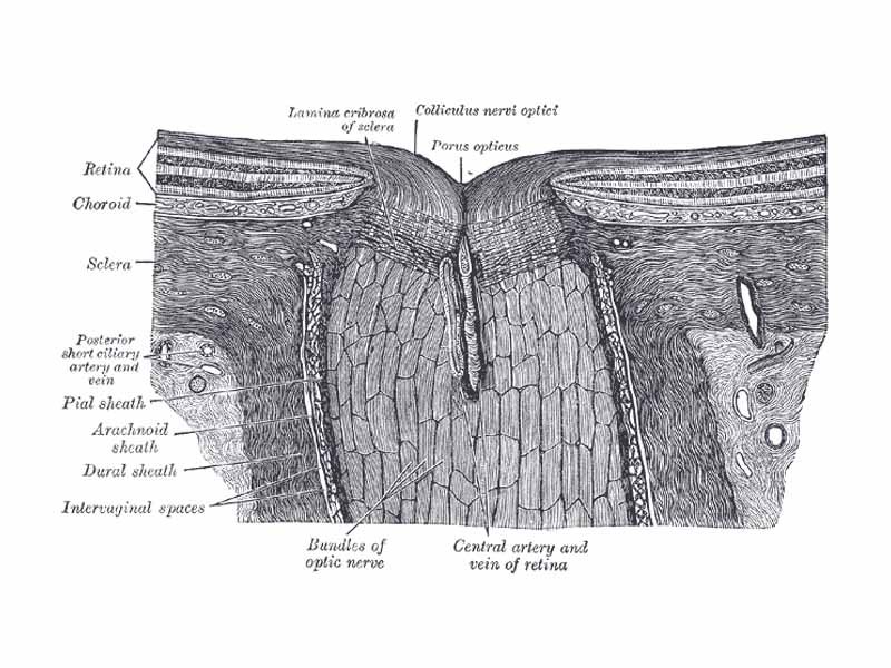 The terminal portion of the optic nerve and its entrance into the eyeball, in horizontal section.