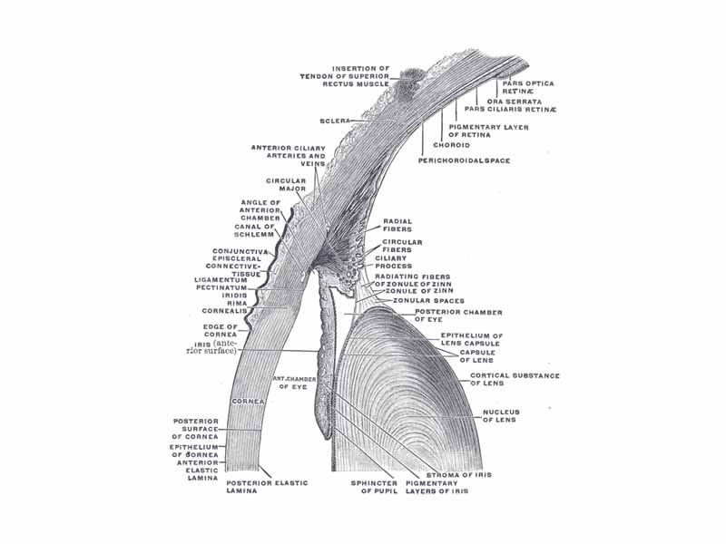The upper half of a sagittal section through the front of the eyeball.