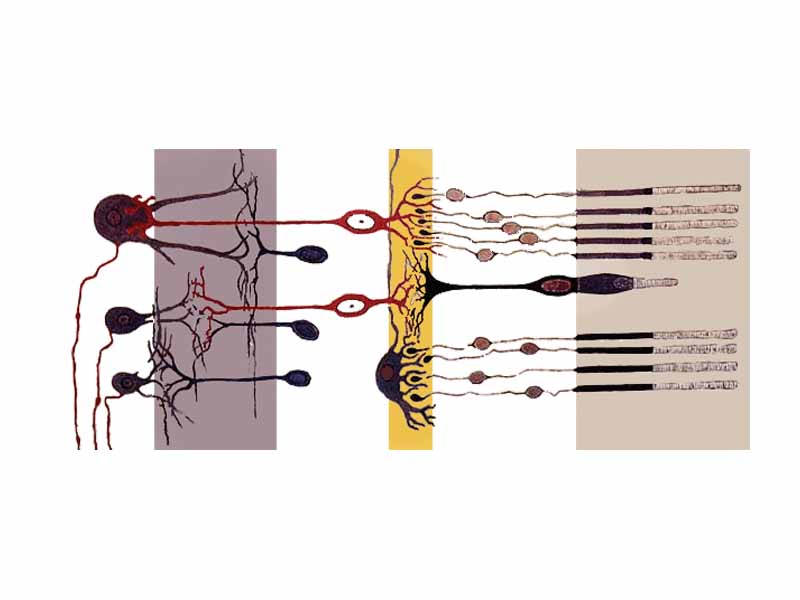 Retina's simplified axial organisation. The retina is a stack of several neuronal layers. Light is concentrated from the eye and passes across these layers (from left to right) to hit the photoreceptors (right layer). This elicits chemical transformation mediating a propagation of signal to the bipolar and horizontal cells (middle yellow layer). The signal is then propagated to the amacrine and ganglion cells. These neurons ultimately may produce action potentials on their axons. This spatiotemporal pattern of spikes determines the raw input from the eyes to the brain.