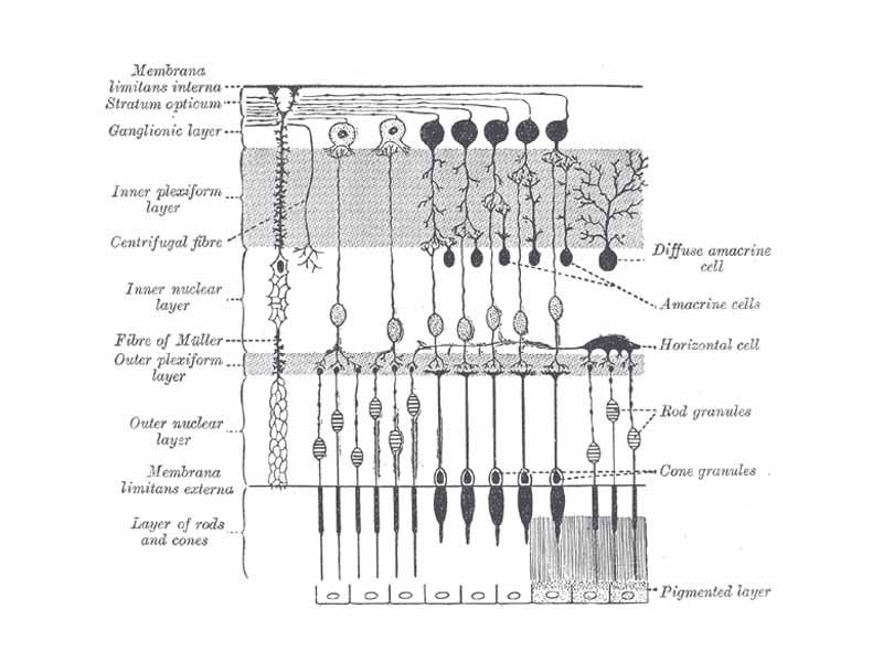 Plan of retinal neurons. (Pigmented layer labeled at bottom right.)