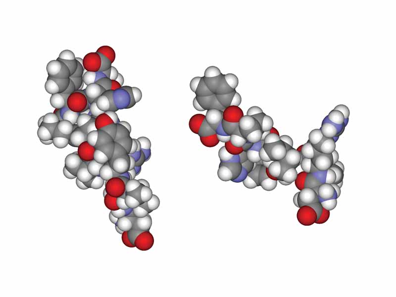 Space-filling models of angiotensin I (left) and II (right).