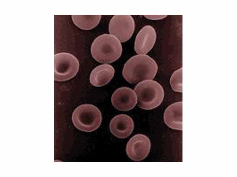 Human red blood cells