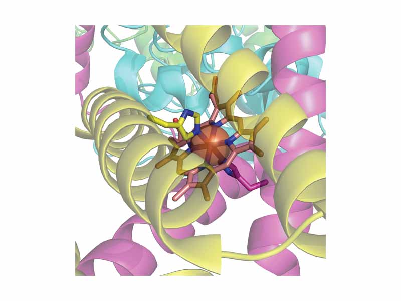 The histidine bound haem group of succinate dehydrogenase, an electron carrier in the mitochondrial electron transfer chain. The large semi-transparent sphere indicates the location of the iron ion.
