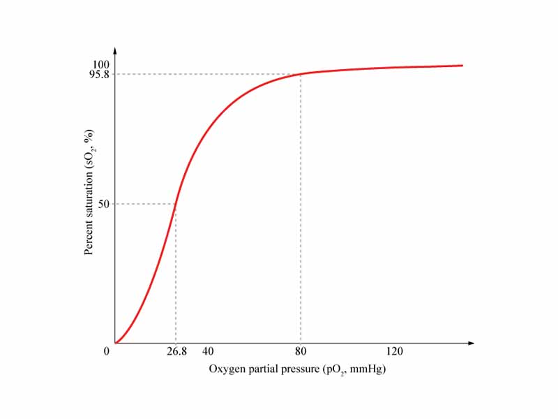The sigmoidal shape of hemoglobin's oxygen-dissociation curve results from cooperative binding of oxygen to hemoglobin.